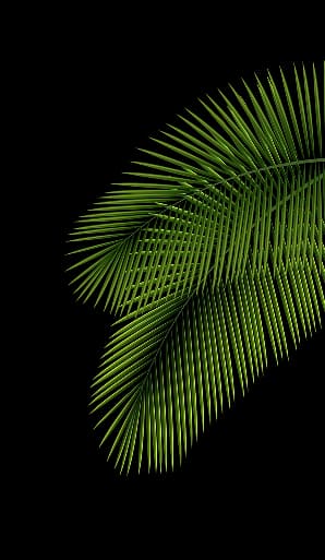 Palm Tree Decoration